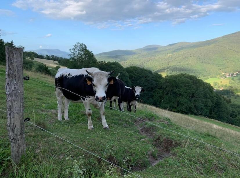 Ferme La Tourelle, Nature & Vue Exceptionnelle Sainte-Marie-aux-Mines Buitenkant foto